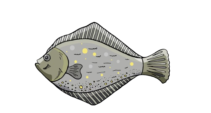 Flounder