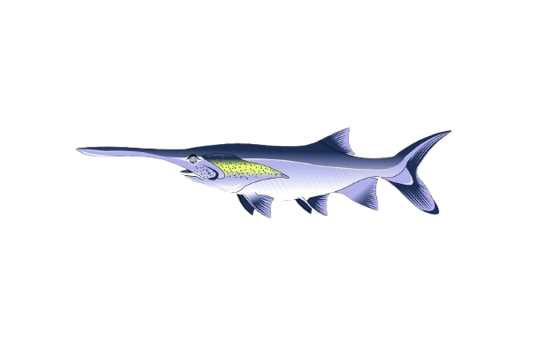 Paddlefish