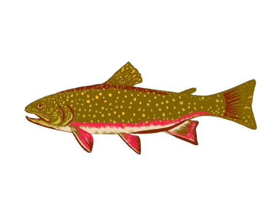 Speckled Trout