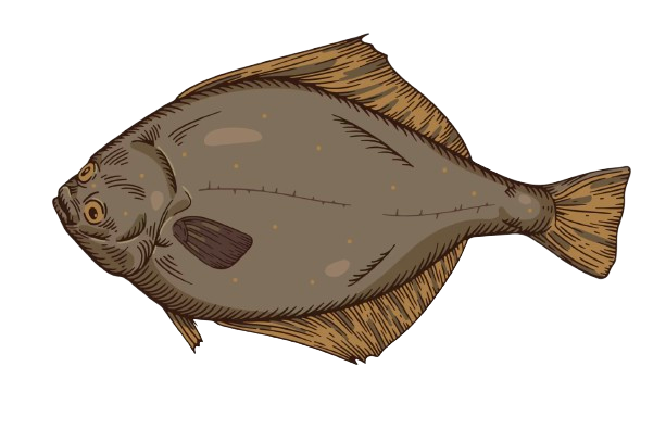 Halibut