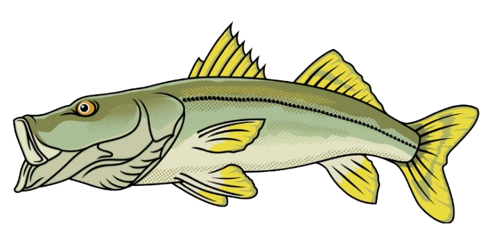 Snook