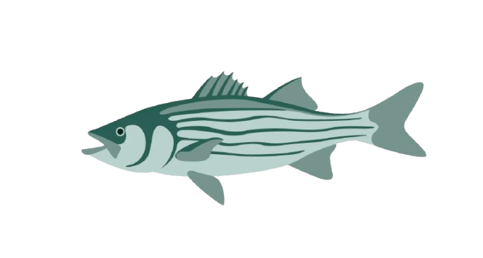 Striped Bass