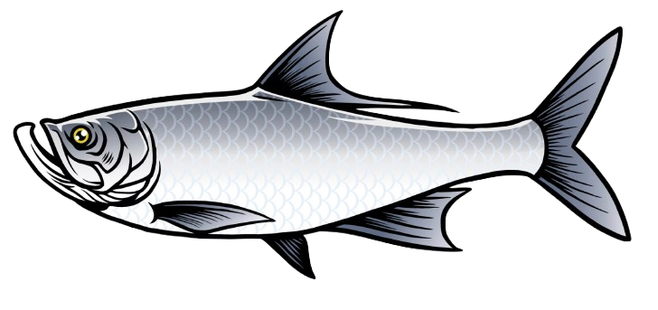 Tarpon
